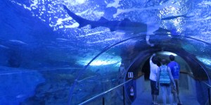 Caminata preciosa por la Concha, el puerto y de repente uno llega al fondo del fondo, al acuario de Donosti. Un descenso a las profundidades. Es tremendo, pero claro, uno se pone a pensar y se pregunta si no estaría mejor ese enorme animalito por ahí en el mar abierto.
