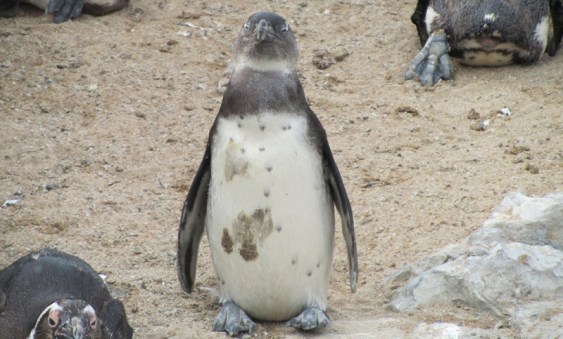 El surf tardó en llegar a Santander, dos mil años desde que la sirena de Kanaloa, en la otra parte del mundo, soplara la caracola del he’e nalu: el surf. Pero un día apareció Big Zeta por Santander, harto de Frío de Janeiro, donde ya conocían el arte de montar las olas. Eso ocurrió a mediados de los 60. Jesús Fiochi que era nadador lo vio llegar un buen día a la playa, y Big Zeta le contó su secreto. 