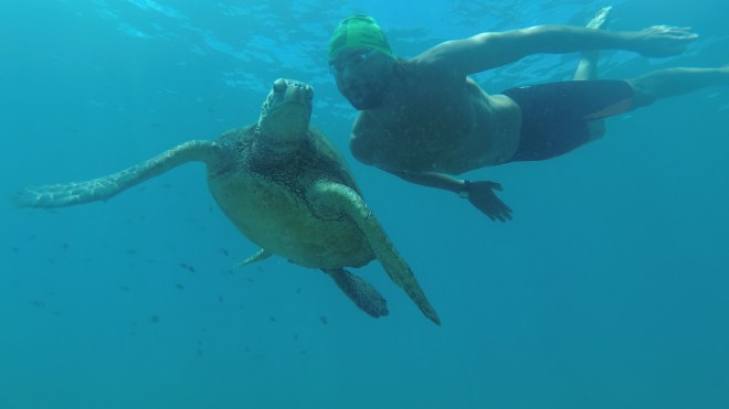 Christian Hawai tortuga